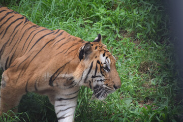 Indian tiger is standing on a grass field