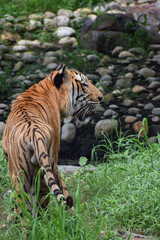 Indian tiger is standing on a grass field