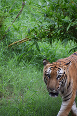 Indian tiger is standing on a grass field