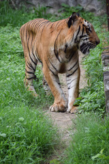 Indian tiger is standing on a grass field