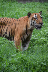 Naklejka na ściany i meble Indian tiger is standing on a grass field