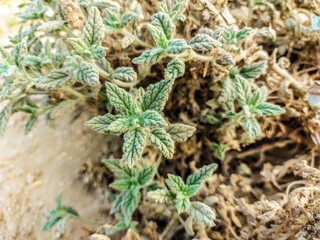 close up of Desert plant at Wadi Degla Protectorate, Western Desert, Egypt 