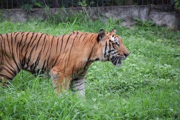 Indian tiger is standing on a grass field
