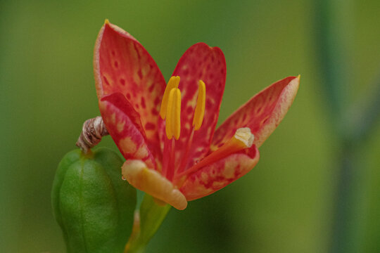 檜扇 Images Browse 95 Stock Photos Vectors And Video Adobe Stock