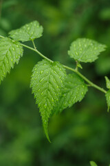 雨に濡れた葉が鮮やか