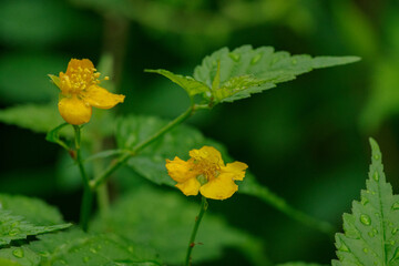 雨の中でヤマブキの花が咲く