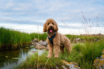 happy brown dog on the beach at coastline of batlic sea on Bornholm, Denmark