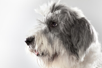 Bobtail dog profile portrait in studio. Bobtail pet posing calmly for a photo session. Gray and White Bobtail Dog with Gum in Hair Clearing Eyes