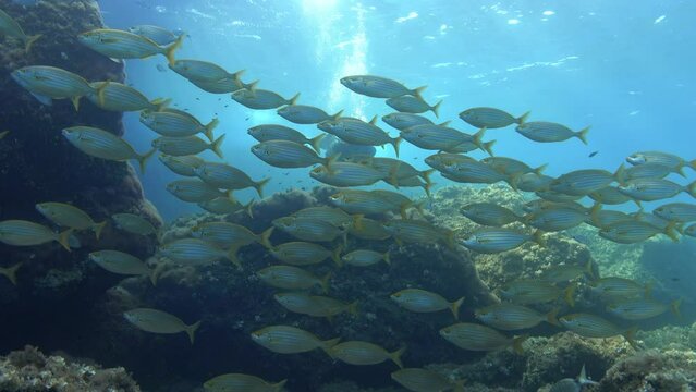 Mediterranean gold banded fish school in shallow water - Underwater scene