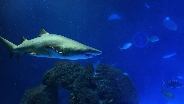 Bull Shark swimming in an aquarium tank