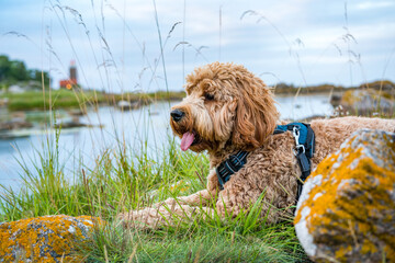 dog on the coastline of batlic sea on Bornholm with lighthouse in background, Denmark