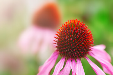echinacea flower close up, nature  background