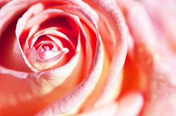 pink rose close-up, petal texture, abstraction