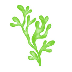 green seaweed leaf watercolor illustration