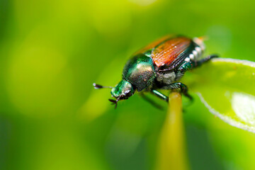 Japanese beetle 