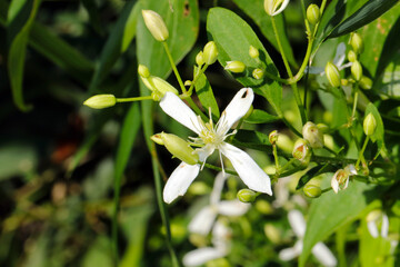 Blooming white wildflowerheads of 