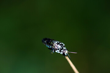 Thyreus Bee that brings happiness. Rare ecological picture that supports the whole body with only...