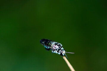 Thyreus Bee that brings happiness. Rare ecological picture that supports the whole body with only the jaw and grooms itself. Close up macro photography.