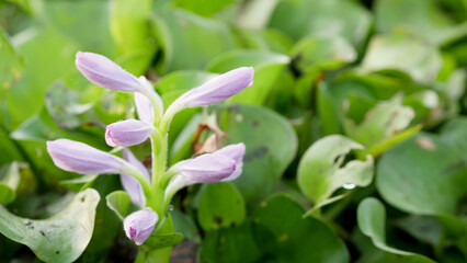 Common water hyacinth or Eichhornia crassipes