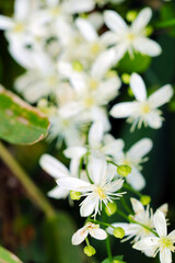 blooming white wildflowerheads of "Sweet Autumn Clematis, Senninso (Clematis terniflora)".