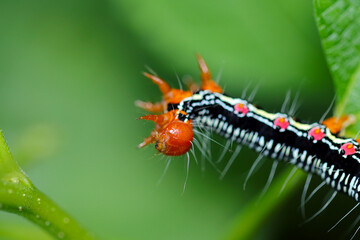 Ramie caterpillar moss (Arcte coerula, Fukurasuzume) larvae, close up macro photography.