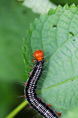 Ramie caterpillar moss (Arcte coerula, Fukurasuzume) larvae, close up macro photography.