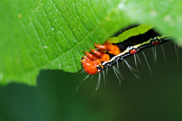 Ramie caterpillar moss (Arcte coerula, Fukurasuzume) larvae, close up macro photography.