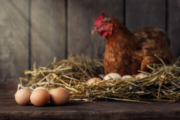 hen in nest inside a wooden chicken coop with sunshine and heap of eggs near