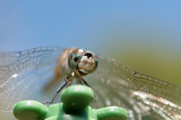 close up of a dragonfly outdoors in the park - frontal up view on blue sky