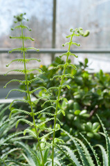 fern and succulents at the conservatory