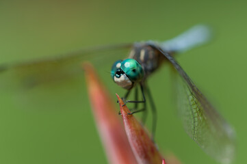 close up of a dragonfly outdoors in the park - three-quarters view