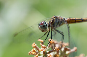 close up of a dragonfly outdoors in the park - profile view