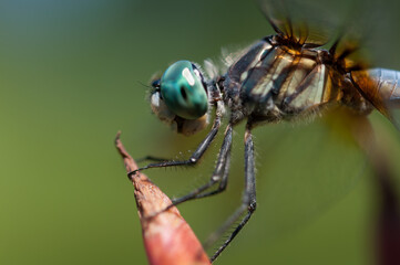 close up of a dragonfly outdoors in the park - profile view