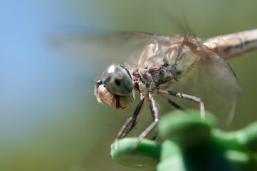 close up of a dragonfly outdoors in the park - profile view