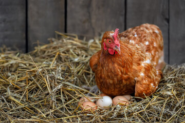 hen hatching eggs in nest of straw inside a wooden chicken coop