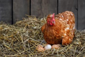 Poster hen hatching eggs in nest of straw inside a wooden chicken coop © alter_photo