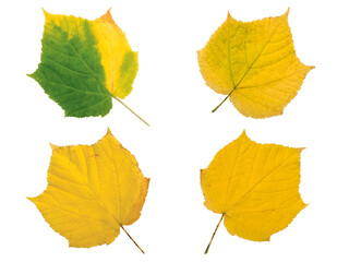 Set of four yellow fall leaves isolated transparent png