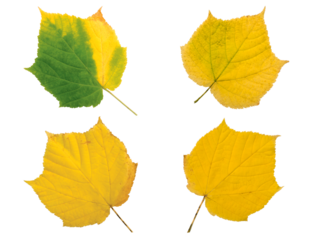 Set of four yellow fall leaves isolated transparent png