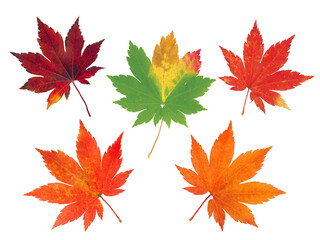Set of five vibrant fall japanese maple leaves isolated transparent png - obrazy, fototapety, plakaty