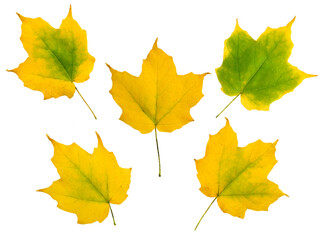 Set of five yellow fall maple eaves isolated transparent png