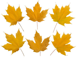 Naklejka na ściany i meble Set of six yellow fall maple leaves isolated transparent png