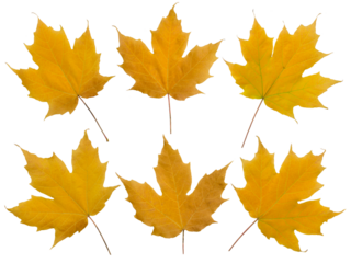 Set of six yellow fall maple leaves isolated transparent png