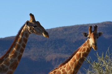 Steppengiraffe (giraffa camelopardalis) vor dem Erongo Gebirge in Namibia.