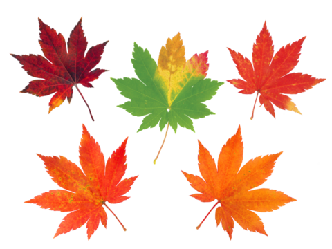 Set of five vibrant fall japanese maple leaves isolated transparent png