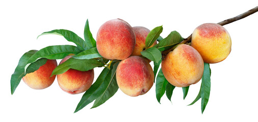 branch with ripe peaches isolated on white - Powered by Adobe