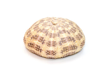Image of Sea Urchin Shell on a white background. Sea shells. Undersea Animals.