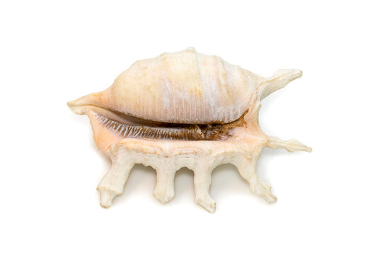 Image of lambis scorpius sea shell, common name the scorpion conch or scorpion spider conch, is a species of large sea snail, a marine gastropod mollusk in the family Strombidae, the true conchs.