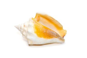 Image of strombus alatus sea shell, the Florida fighting conch, is a species of medium-sized, warm-water sea snail, a marine gastropod mollusk in the family Strombidae, the true conchs. Sea Shells.