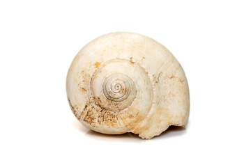 Image of white bottom conch shell isolated on white background. Undersea Animals. Sea Shells.