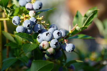 Berries ripening on a tree branch in the garden. Blueberry shrub (Vaccinium corymbosum). Blue fruit on a healthy green plant. - obrazy, fototapety, plakaty